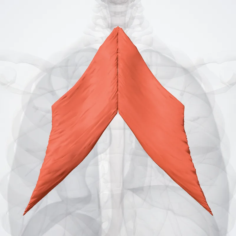 Rhomboid major muscle (Musculus rhomboideus major) highlighted in a 3D model of the human body