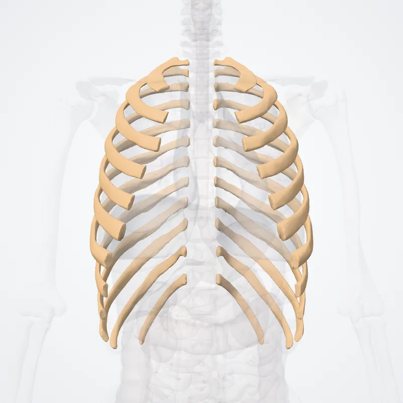 Ribs (Costae) highlighted in a 3D model of the human body