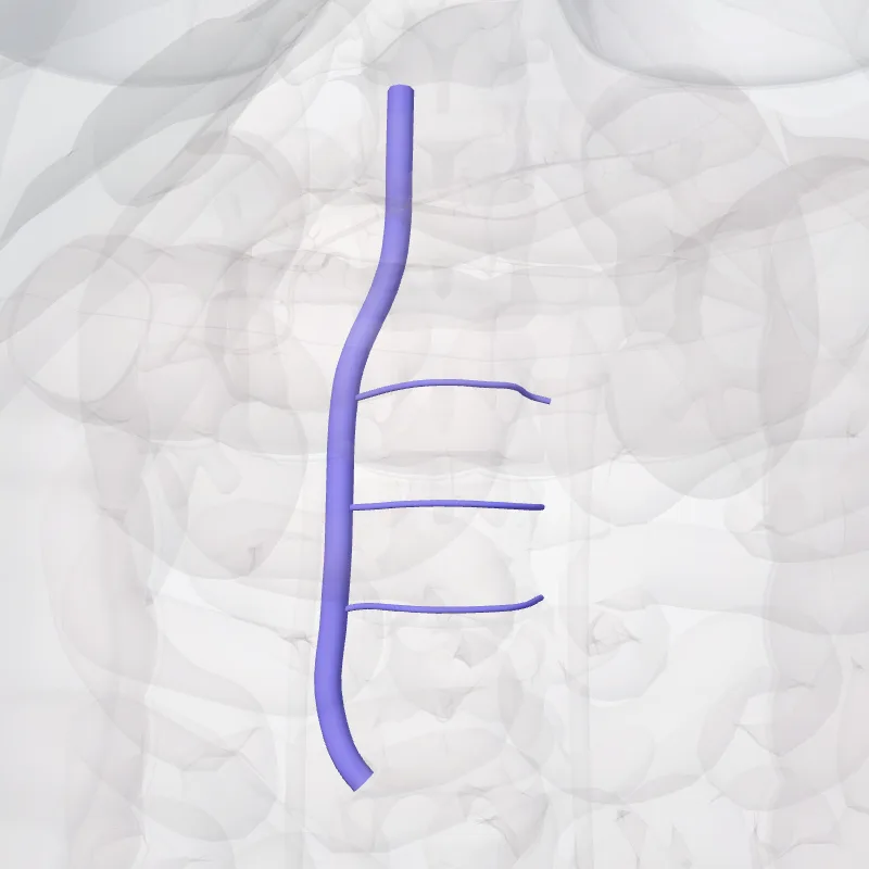 Right ascending lumbar vein (Vena lumbalis ascendens dextra) highlighted in a 3D model of the human body