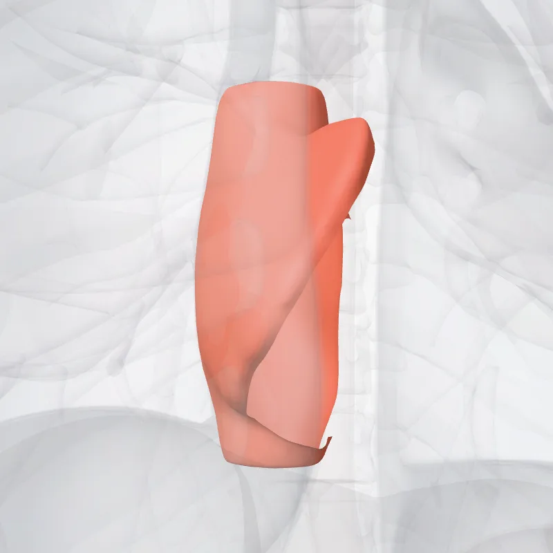 Atrium dextrum (Right atrium) hervorgehoben in einem 3D-Modell des menschlichen Körpers