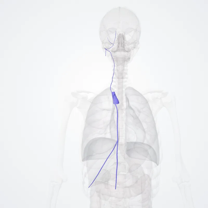 Right brachiocephalic vein (Vena brachiocephalica dextra) highlighted in a 3D model of the human body