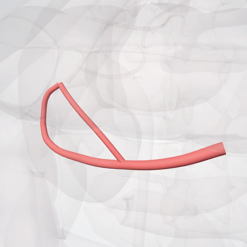 Arteria colica dextra (Right colic artery) hervorgehoben in einem 3D-Modell des menschlichen Körpers