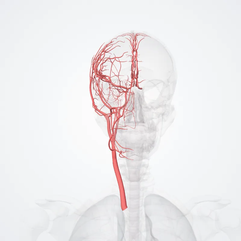 Right common carotid artery (Carotis communis dextra) highlighted in a 3D model of the human body