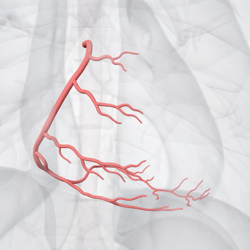 Arteria coronaria dextra (Right coronary artery) hervorgehoben in einem 3D-Modell des menschlichen Körpers