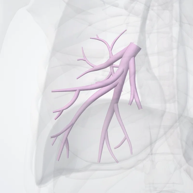Right inferior lobar bronchus (Bronchus lobaris inferior dexter) highlighted in a 3D model of the human body