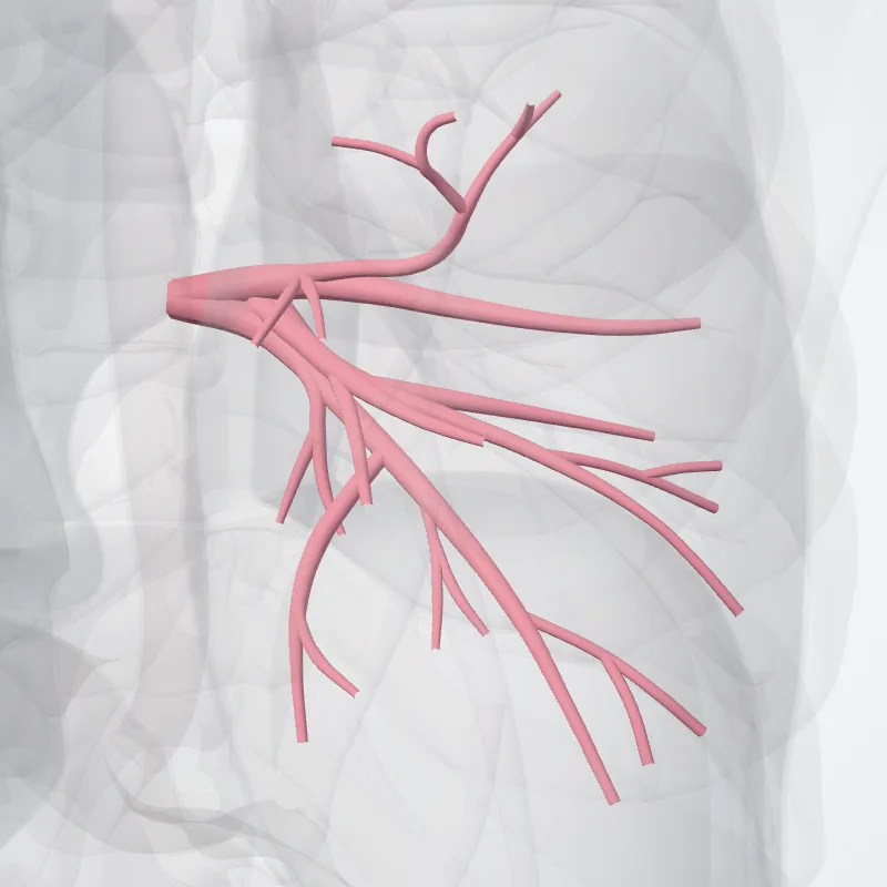 Vena pulmonalis dextra inferior (Right inferior pulmonary vein) hervorgehoben in einem 3D-Modell des menschlichen Körpers