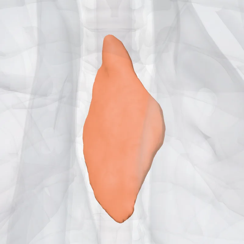 Lobus thymi dextri (Right lobe of thymus) hervorgehoben in einem 3D-Modell des menschlichen Körpers