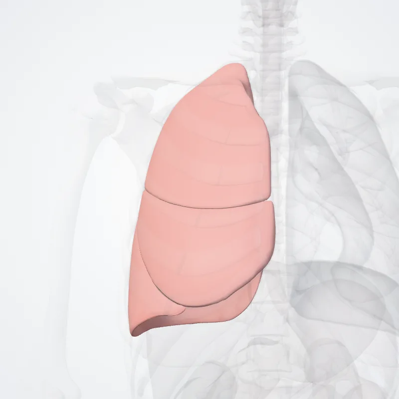 Pulmo dexter (Right lung) hervorgehoben in einem 3D-Modell des menschlichen Körpers