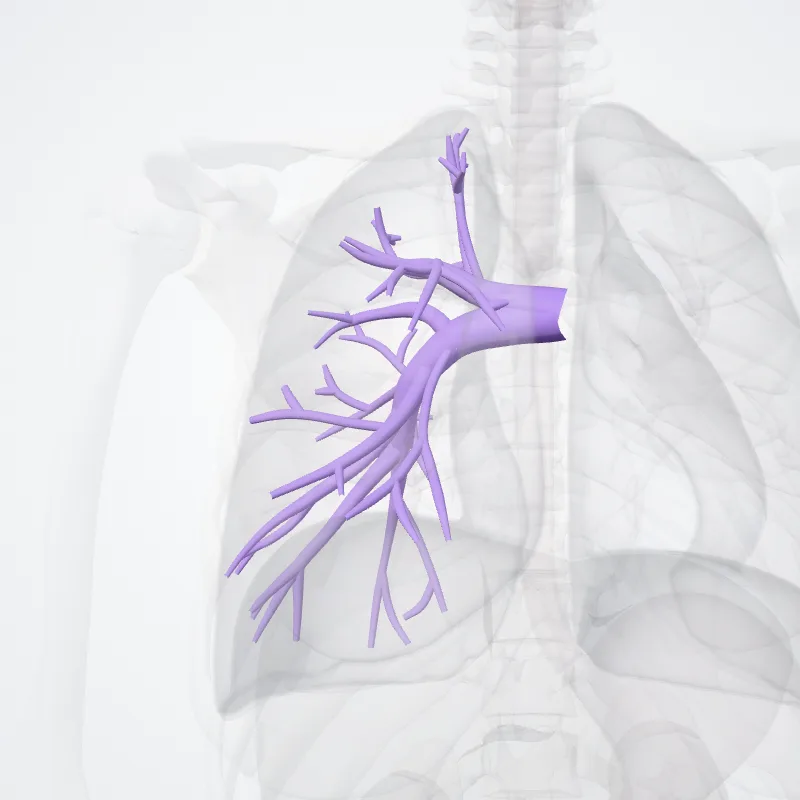 Right pulmonary artery (Arteria pulmonalis dextra) highlighted in a 3D model of the human body