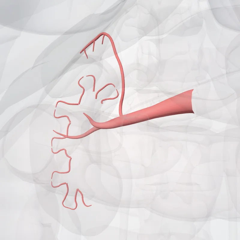 Arteria renum dextra (Right renal artery) hervorgehoben in einem 3D-Modell des menschlichen Körpers