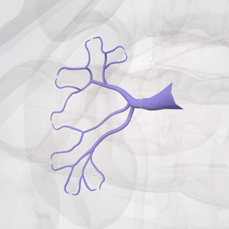 Right renal vein (Vena renalis dextra) highlighted in a 3D model of the human body