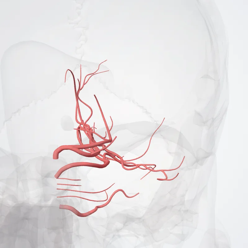 Arteria subclavia dextra (Right subclavian artery) hervorgehoben in einem 3D-Modell des menschlichen Körpers