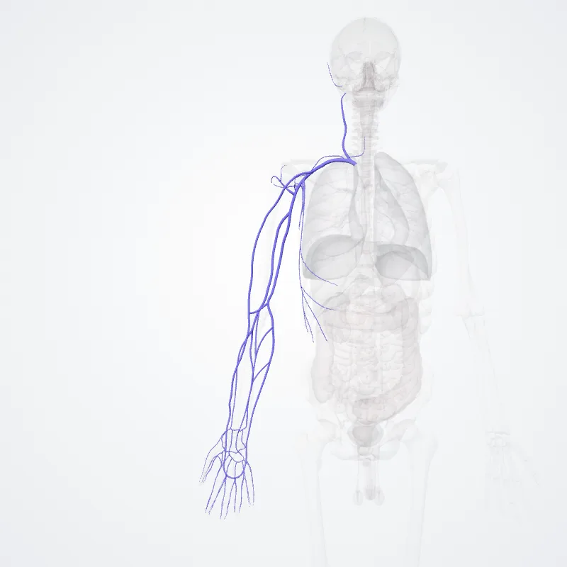 Vena subclavia dextra (Right subclavian vein) hervorgehoben in einem 3D-Modell des menschlichen Körpers