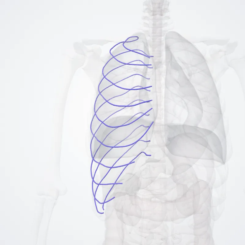 Vena intercostalis superior dextra (Right superior intercostal vein) hervorgehoben in einem 3D-Modell des menschlichen Körpers