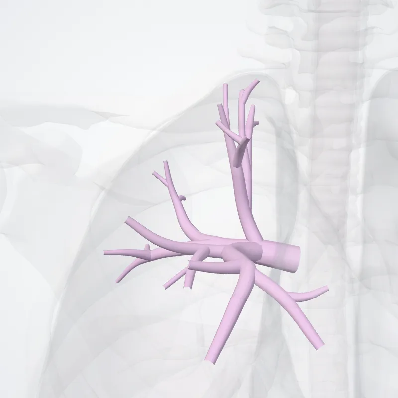 Bronchus lobaris superior dexter (Right superior lobar bronchus) hervorgehoben in einem 3D-Modell des menschlichen Körpers