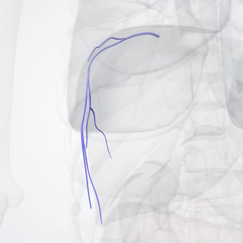Vena phrenica superior dextra (Right superior phrenic vein) hervorgehoben in einem 3D-Modell des menschlichen Körpers