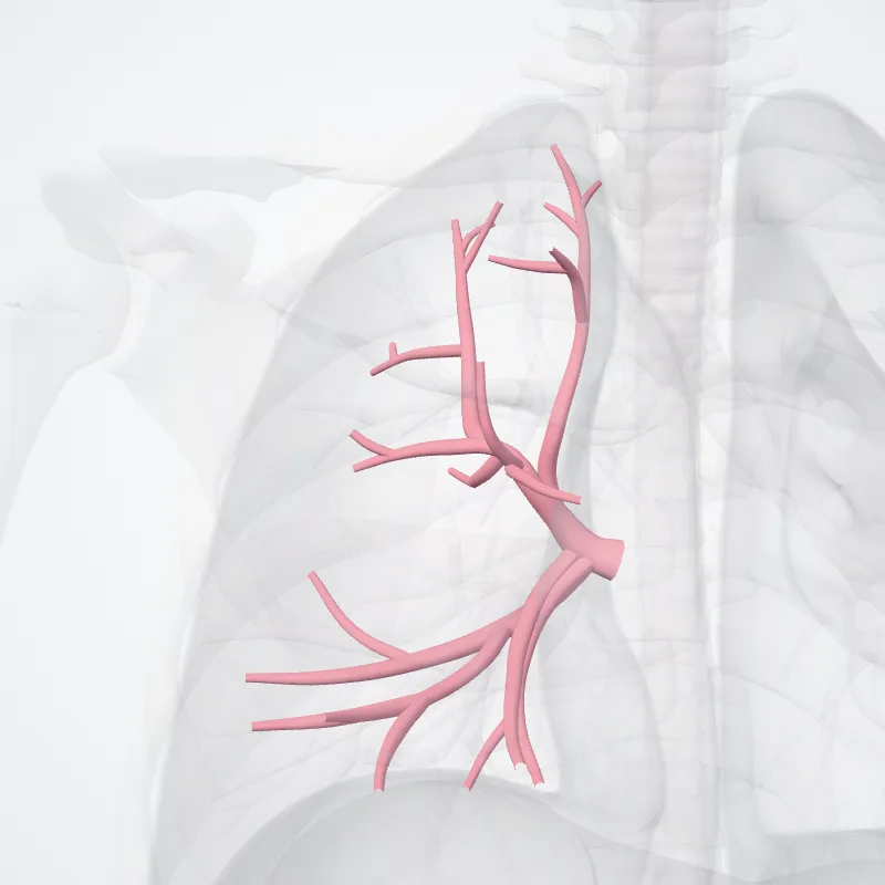 Right superior pulmonary vein (Vena pulmonalis dextra superior) highlighted in a 3D model of the human body