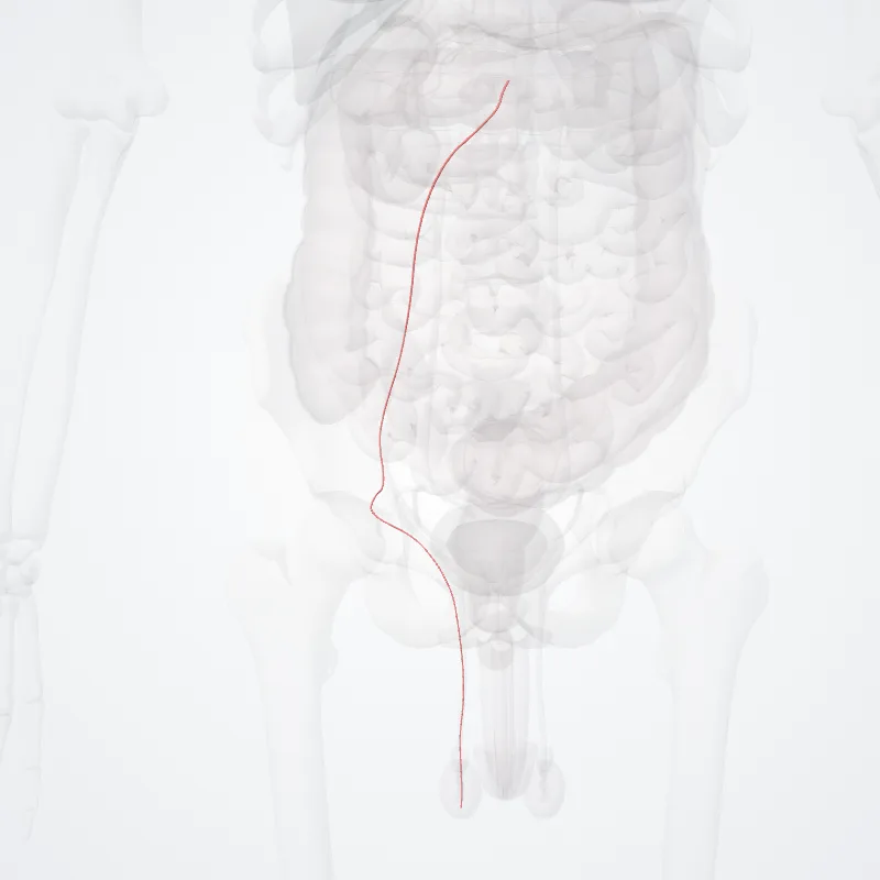 Arteria testicularis dextra (Right testicular artery) hervorgehoben in einem 3D-Modell des menschlichen Körpers