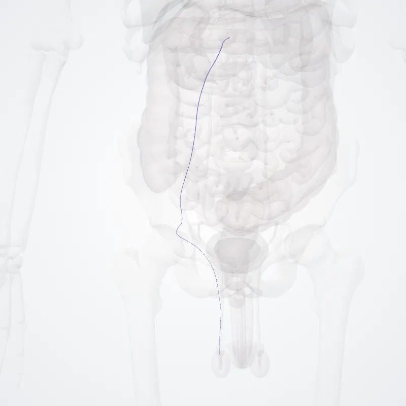 Vena testicularis dextra (Right testicular vein) hervorgehoben in einem 3D-Modell des menschlichen Körpers