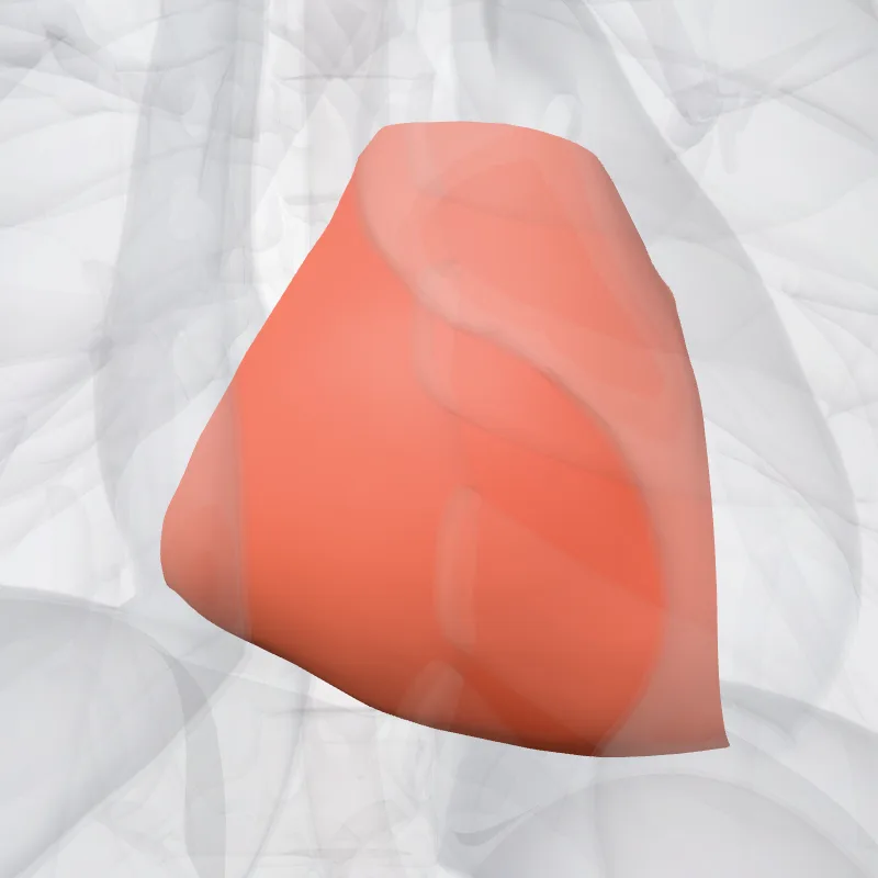 Ventriculus dexter (Right ventricle) hervorgehoben in einem 3D-Modell des menschlichen Körpers