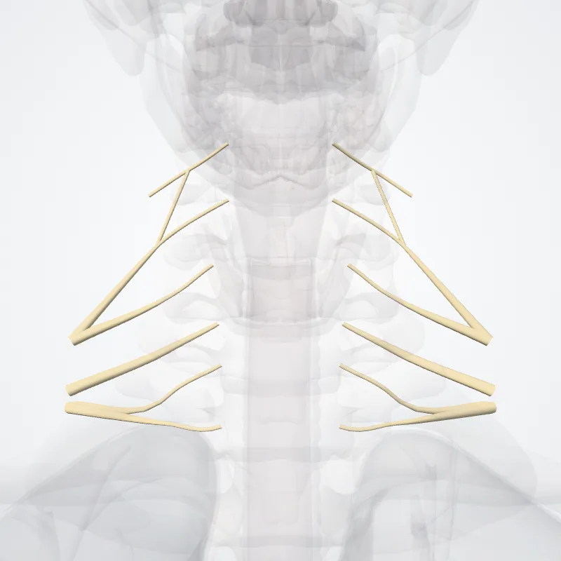 Radices plexus brachialis (Roots of brachial plexus) hervorgehoben in einem 3D-Modell des menschlichen Körpers