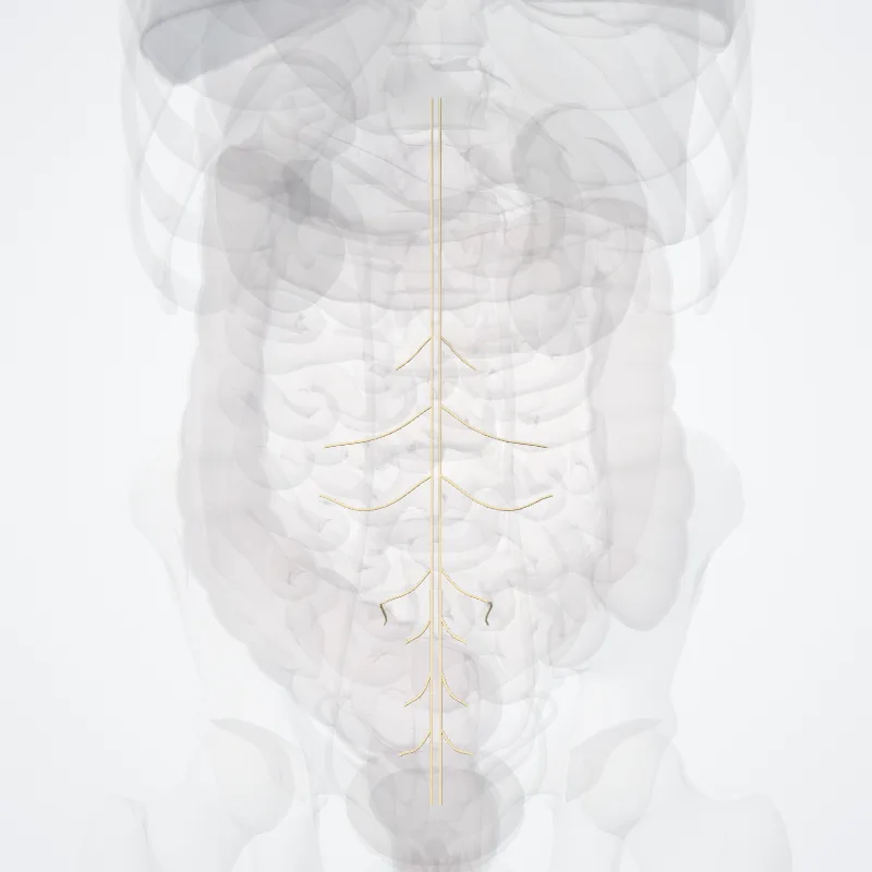 Radices nervorum (Roots of nerves) hervorgehoben in einem 3D-Modell des menschlichen Körpers