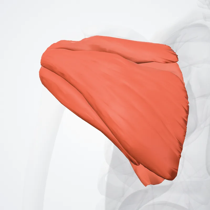 Musculi cuffiae musculotendineae (Rotator cuff muscles) hervorgehoben in einem 3D-Modell des menschlichen Körpers