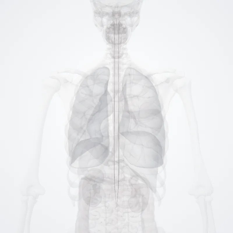 Rubrospinal tract (Tractus rubrospinalis) highlighted in a 3D model of the human body