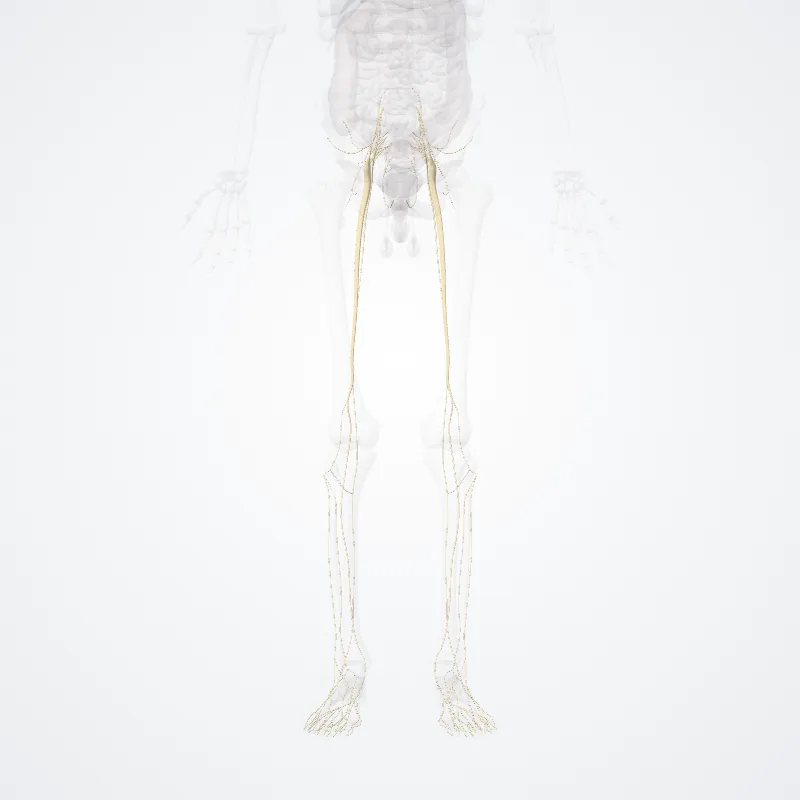 Plexus sacralis (Sacral plexus) hervorgehoben in einem 3D-Modell des menschlichen Körpers