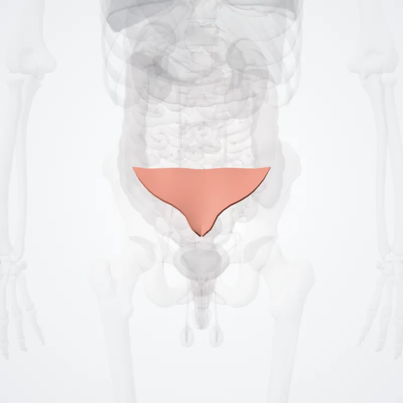 Sacral region (Regio sacralis) highlighted in a 3D model of the human body