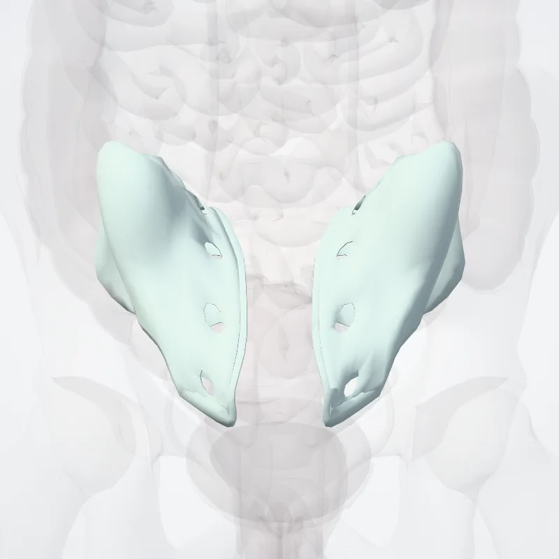 Articulatio sacroiliaca (Sacro-iliac joint) hervorgehoben in einem 3D-Modell des menschlichen Körpers
