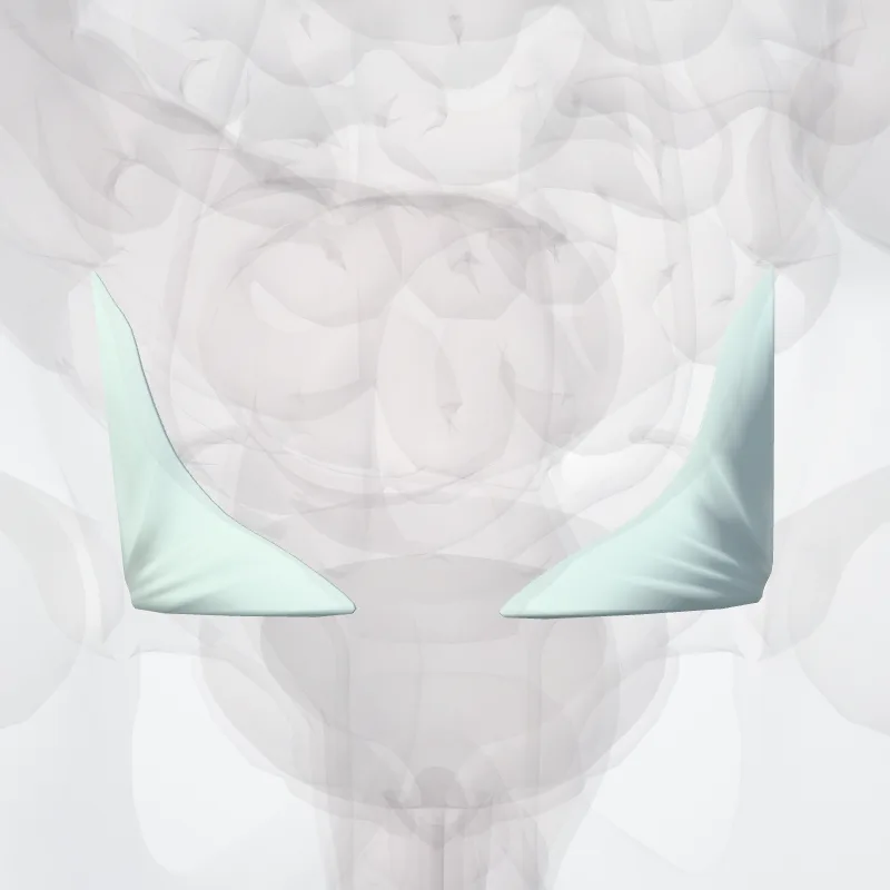 Sacrospinous ligament (Ligamentum sacrospinale) highlighted in a 3D model of the human body