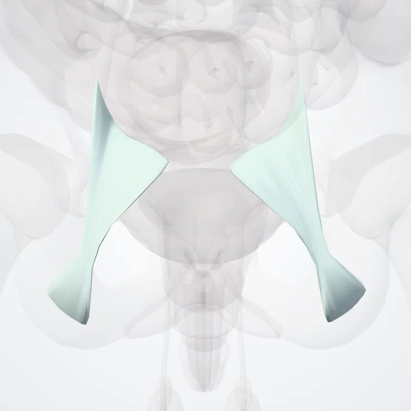 Ligamentum sacrotuberale (Sacrotuberous ligament) hervorgehoben in einem 3D-Modell des menschlichen Körpers