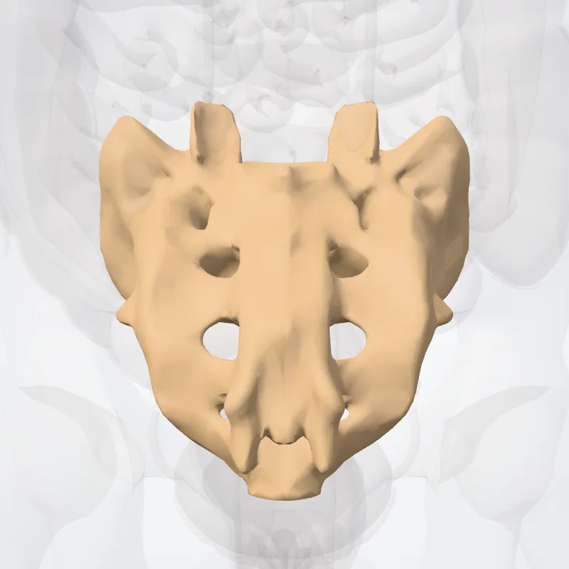 Os sacrum (Sacrum) hervorgehoben in einem 3D-Modell des menschlichen Körpers