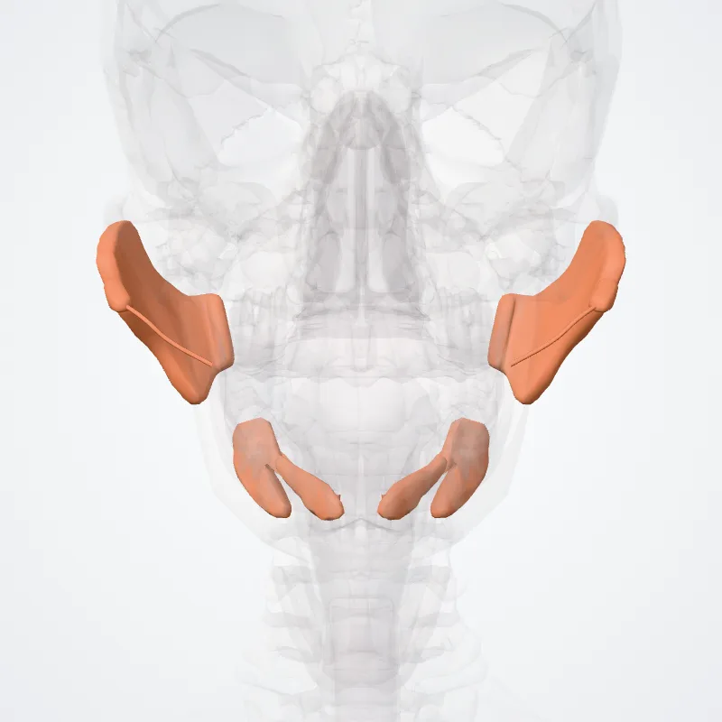 Glandulae salivariae (Salivary glands) hervorgehoben in einem 3D-Modell des menschlichen Körpers