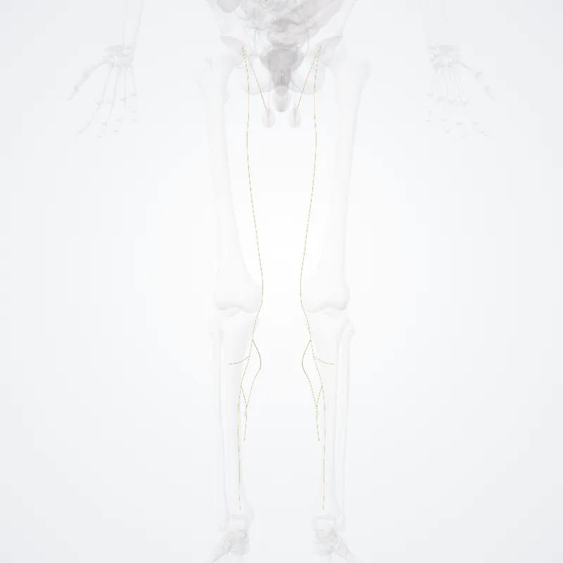 Nervus saphenus (Saphenous nerve) hervorgehoben in einem 3D-Modell des menschlichen Körpers