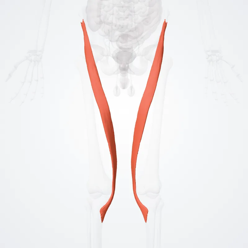 Musculus sartorius (Sartorius muscle) hervorgehoben in einem 3D-Modell des menschlichen Körpers