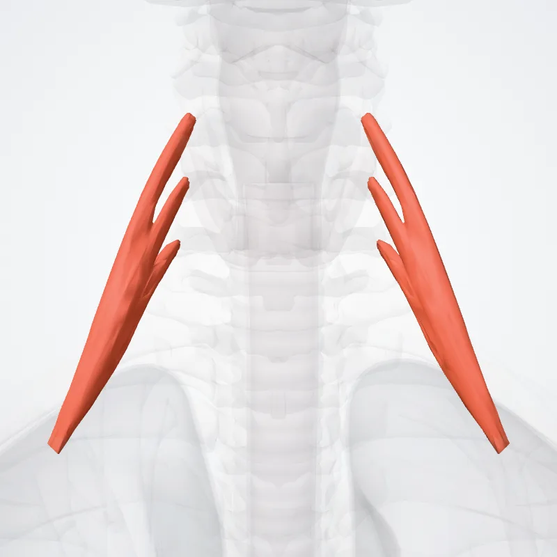 Scalenus anterior muscle (Musculus scalenus anterior) highlighted in a 3D model of the human body