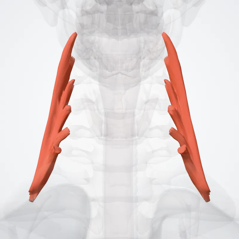 Musculus scalenus medius (Scalenus medius muscle) hervorgehoben in einem 3D-Modell des menschlichen Körpers