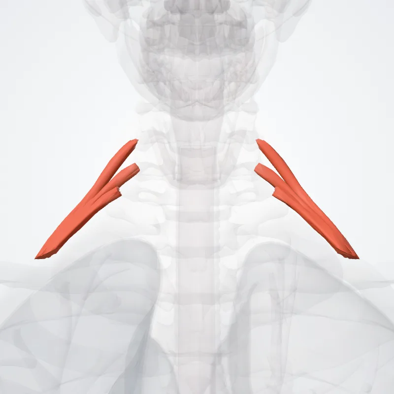 Musculus scalenus posterior (Scalenus posterior muscle) hervorgehoben in einem 3D-Modell des menschlichen Körpers