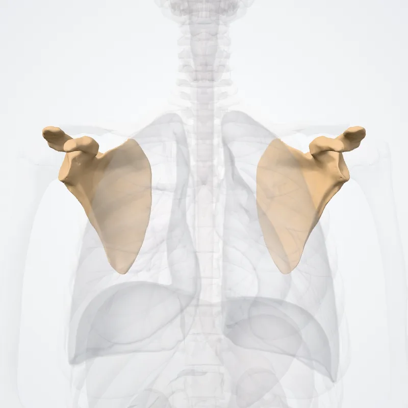 Scapula, die Struktur, an der diese Landmarke liegt