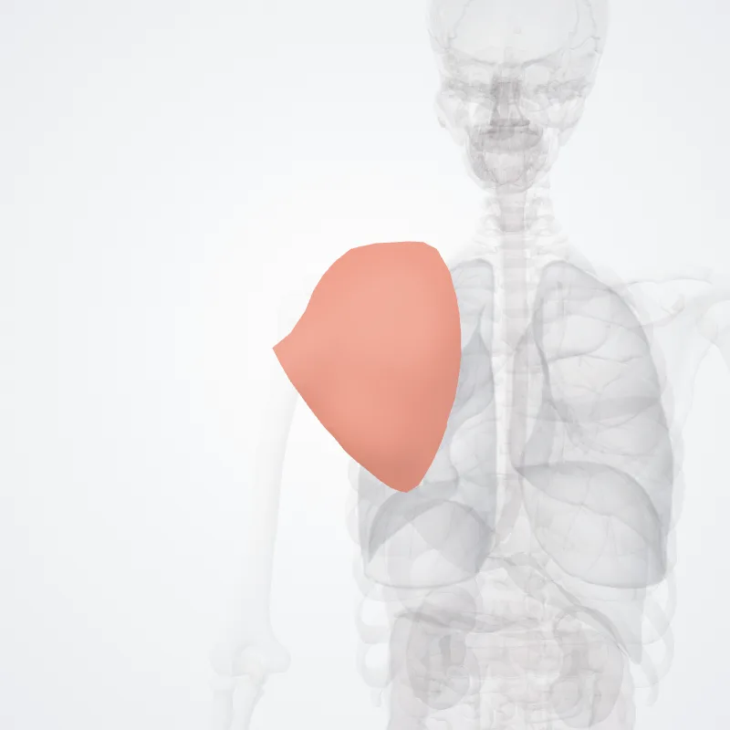 Regio scapularis (Scapular region) hervorgehoben in einem 3D-Modell des menschlichen Körpers