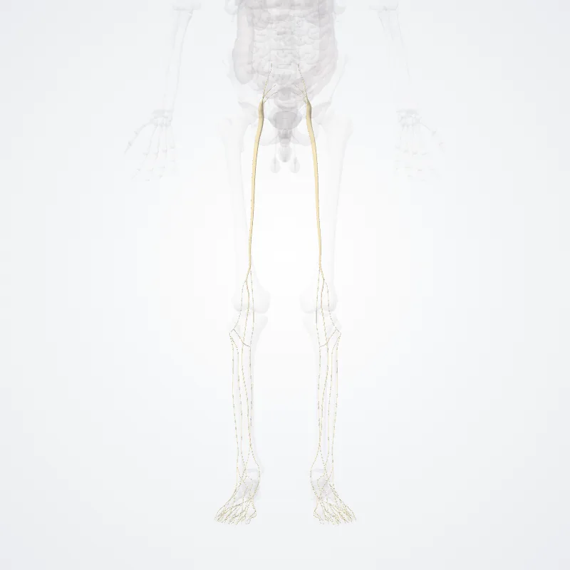 Nervus ischiadicus (Sciatic nerve) hervorgehoben in einem 3D-Modell des menschlichen Körpers