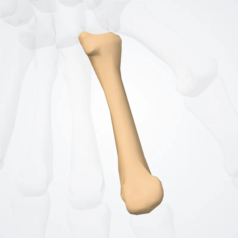 Second metacarpal bone (Os secundum metacarpi) highlighted in a 3D model of the human body