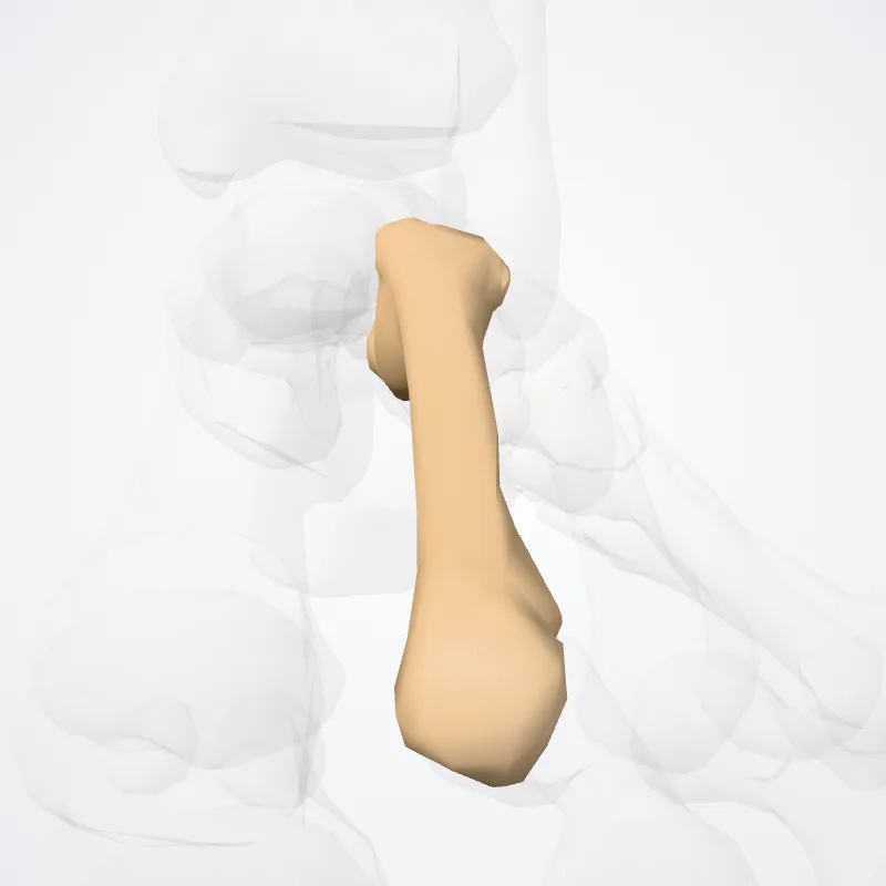 Os secundum metatarsi (Second metatarsal bone) hervorgehoben in einem 3D-Modell des menschlichen Körpers