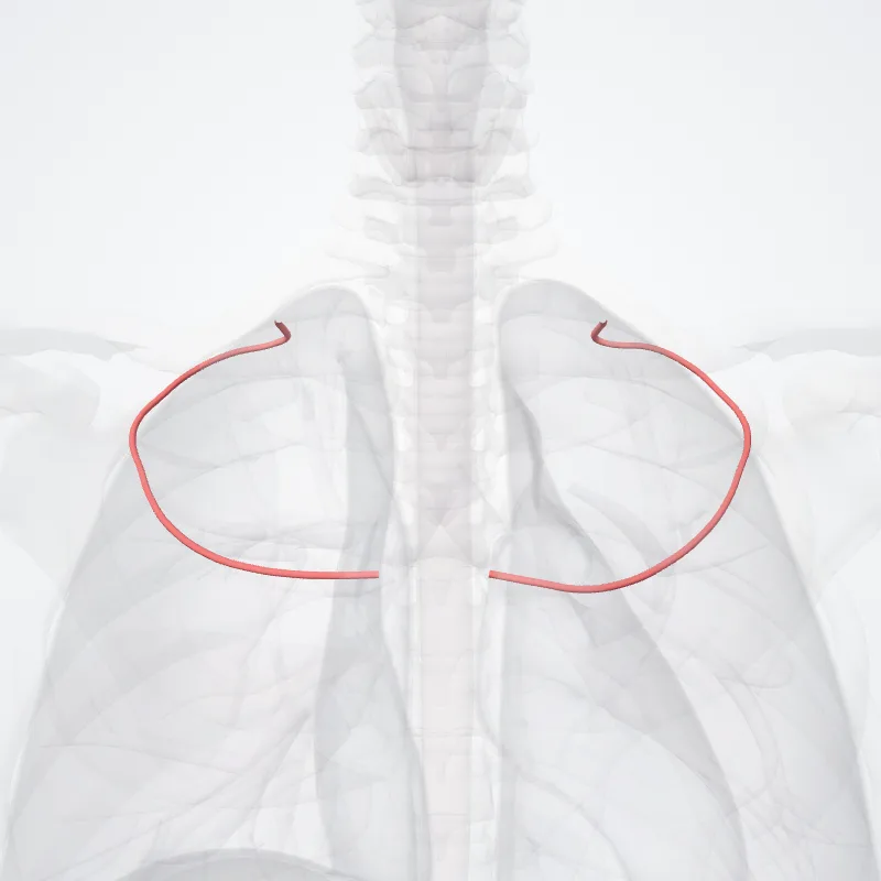 Second posterior intercostal artery (Arteria intercostalis posterior secunda) highlighted in a 3D model of the human body