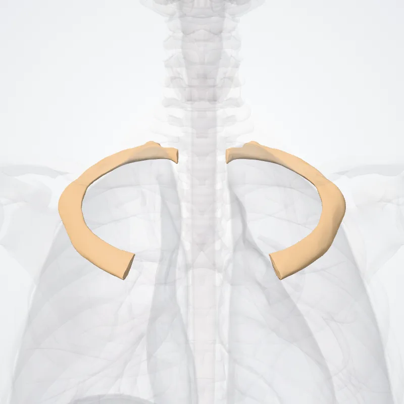 Costa secunda (Second rib) hervorgehoben in einem 3D-Modell des menschlichen Körpers