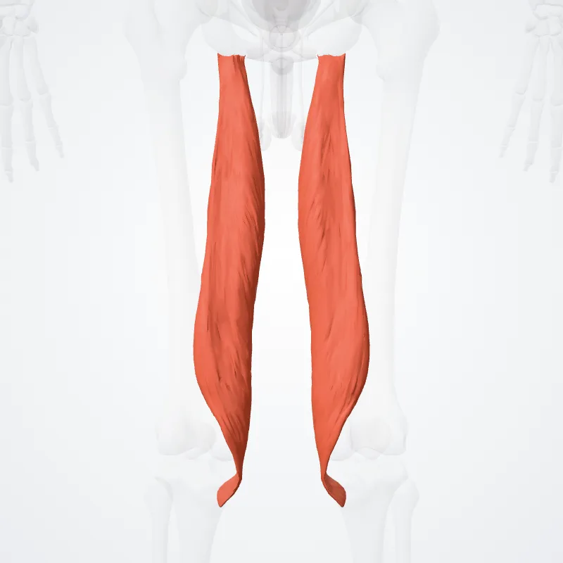 Semimembranosus muscle (Musculus semimembranosus) highlighted in a 3D model of the human body
