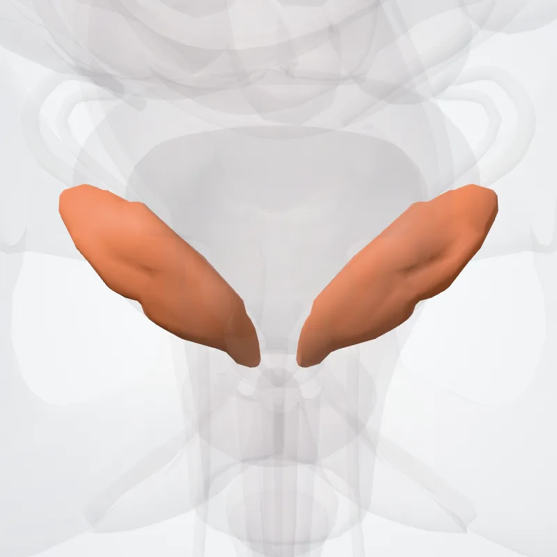 Seminal gland (Glandula seminalis) highlighted in a 3D model of the human body