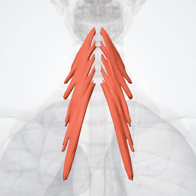Semispinalis colli muscle (Musculus semispinalis colli) highlighted in a 3D model of the human body